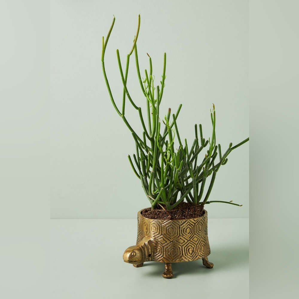Brass Turtle Planter